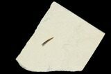 Pterosaur (Rhamphorhynchus?) Tooth - Solnhofen Limestone #129363-1